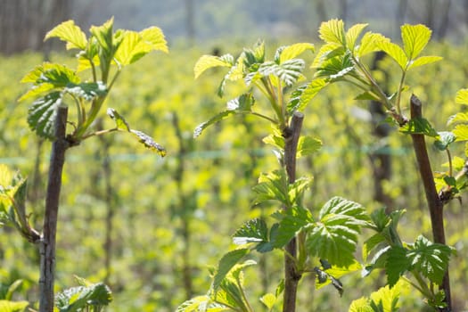 Raspberry field in early spring