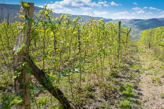 Raspberry field in early spring