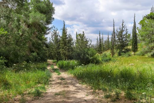 Empty hiking trail in the pine tree and cypress woods