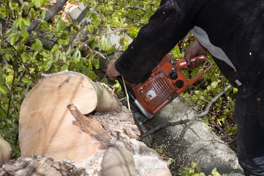 Beech log cut by lumberjack with chainsaw