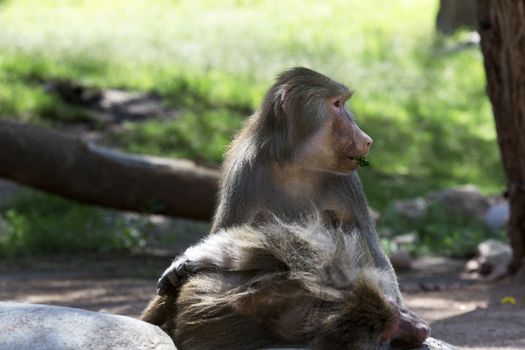 Hamadryas baboon casually munches leaf in soft sunlight.  Head is turned while eating. Location is Phoenix Zoo in Arizona, America's Southwest. 