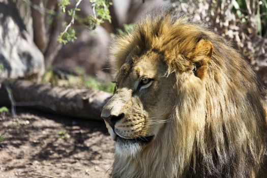 Close up of lion with focus on head in regal pose.  Location is Phoenix Zoo in Arizona.  