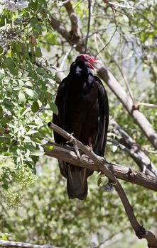 Red head visible and mouth open, a turkey vulture vocalizes from perch on tree branch.  Location is Phoenix Zoo in Arizona in popular Valley of the Sun area of America's Southwest region.  