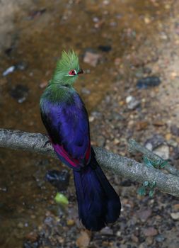 Knysna turaco or loerie bird at a stream of water