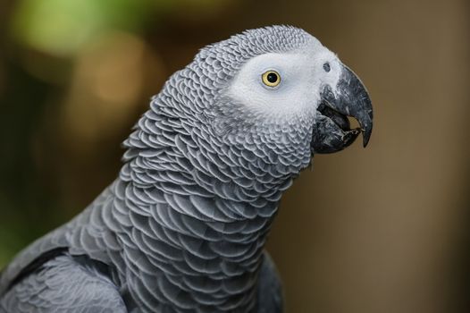 Portrait of a beautiful African Gray parrot bird