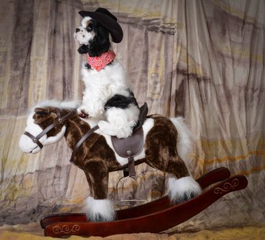 dog riding a rocking horse - american cocker spaniel puppy