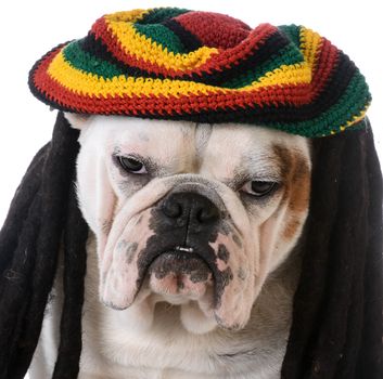 funny dog with dreadlocks - bulldog