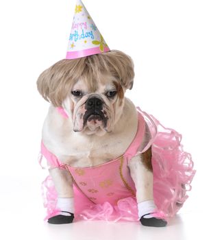 birthday dog - bulldog humanized as female with wig and hat on white background