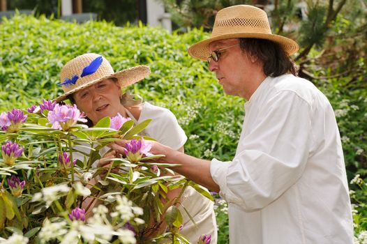 Senior man and woman examine the flowers on a rhododendron bush. Casually dressed. Green surroundings