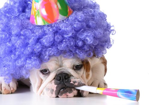 birthday dog - bulldog humanized as female with wig and hat blowing on horn