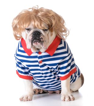 humanized dog dressed with wigh and shirt on white background