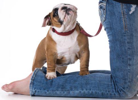 woman's legs with puppy at her feet - bulldog