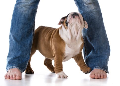 woman's legs with puppy looking up - bulldog