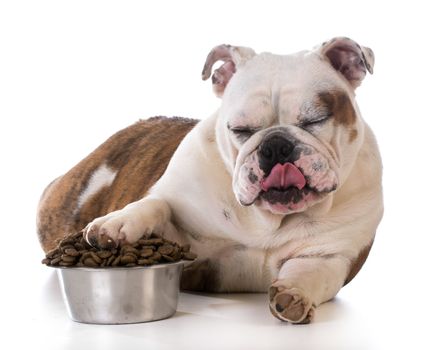 feeding your pet - bulldog puppy laying with pay in dog bowl