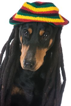 dog in costume - doberman dressed with dreadlocks on white background