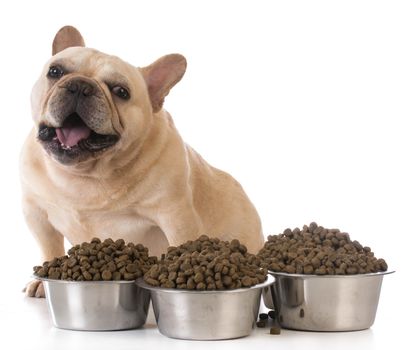 feeding the dog - french bulldog sitting beside several bowls of dog food on white background