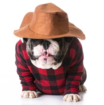 country dog - bulldog wearing plaid shirt and western hat on white background