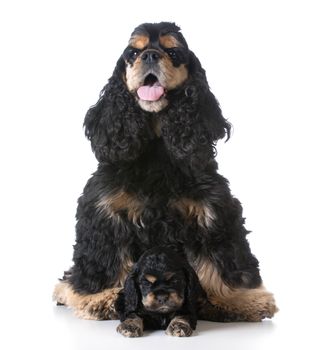 american cocker spaniel mother sitting with her puppy laying in front on white background