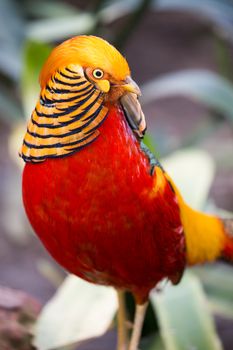 Magnificent male golden pheasant bird with beautiful feathers