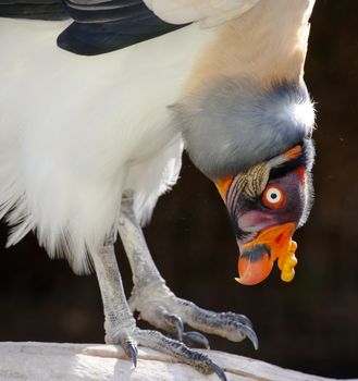 Striking King Vulture bird with large orange beak