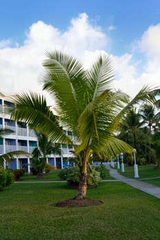 Palm tree in front of hotel