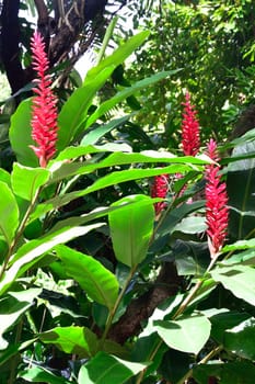 Tropical flowers in forest