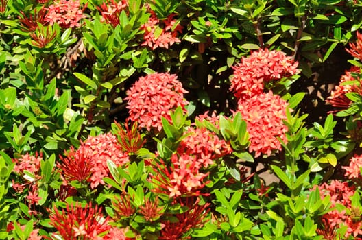 Small group of Red tropical flowers