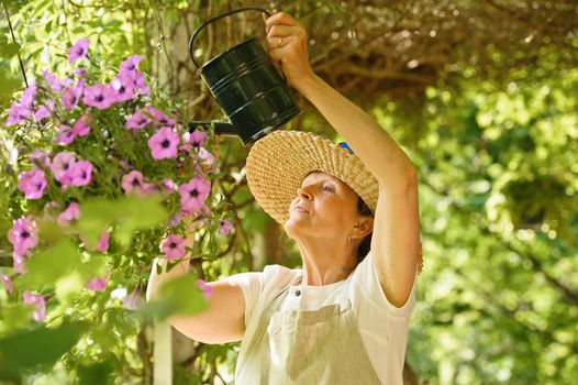 Senior woman waters the flowers in a hanging pot. She is standing under a vine covered pergola. 