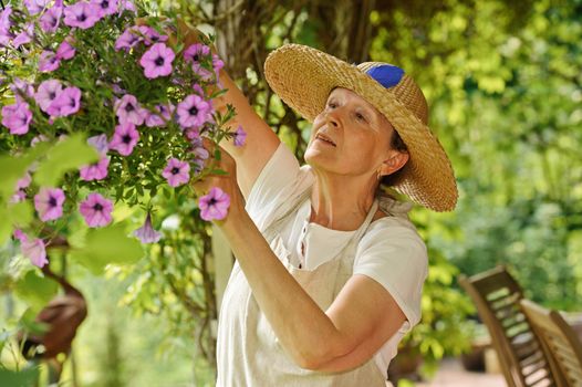 Happy senior woman tends the flowers in a hanging pot. There is a green background of blurred plants, and wooden outdoor chairs are visible in the lower right corner.