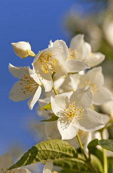  the white petals of a jasmine photographed by a close up