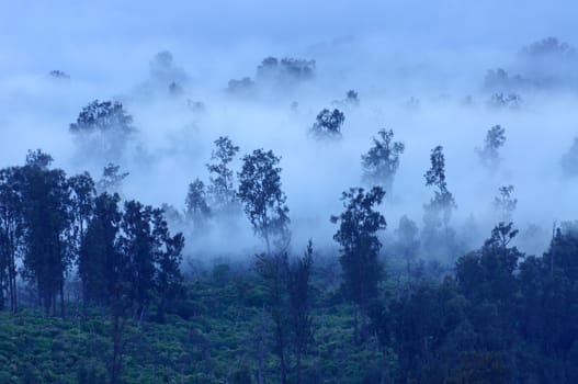 Trees in the morning fog, Ijen Volcano, East Java, Indonesia