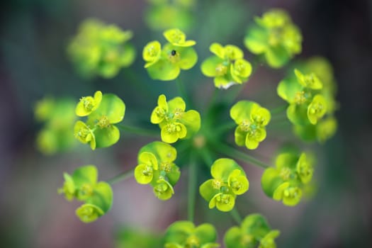 Flowers of Sun Spurge (Euphorbia helioscopia)