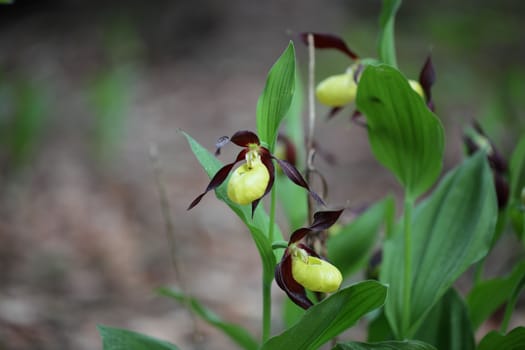 Ladys slipper Orchid (Cypripedium calceolus)