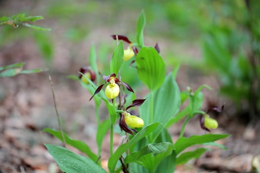 Ladys slipper Orchid (Cypripedium calceolus)