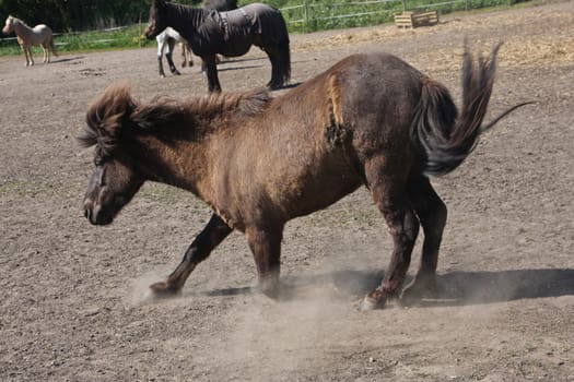 Icelandic horse in spring in denmark
