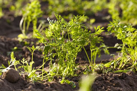   sprouts of the green carrots photographed by a close up. small depth of sharpness