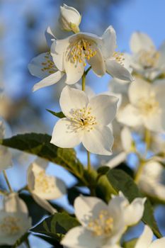   the white flowers of a jasmine photographed by a close up