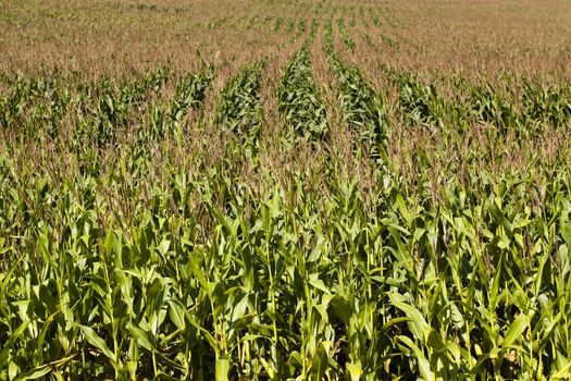   an agricultural field on which the corn grows during flowering. summertime of year.