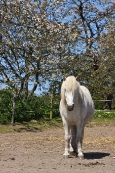 Icelandic horse in spring in denmark