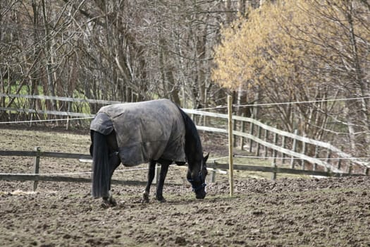 danish horses on a field in the   winter