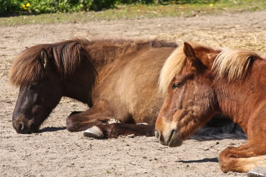 Icelandic horse in spring in denmark