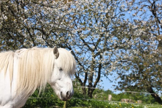 Icelandic horse in spring in denmark