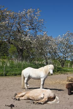 Icelandic horse in spring in denmark
