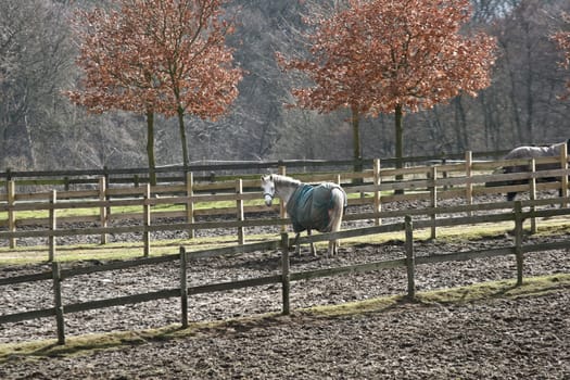 danish horses on a field in the   winter