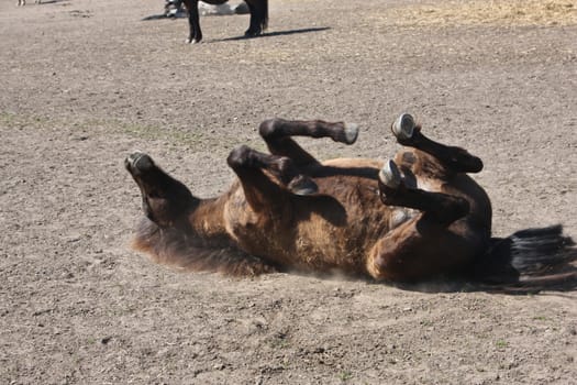 Icelandic horse in spring in denmark