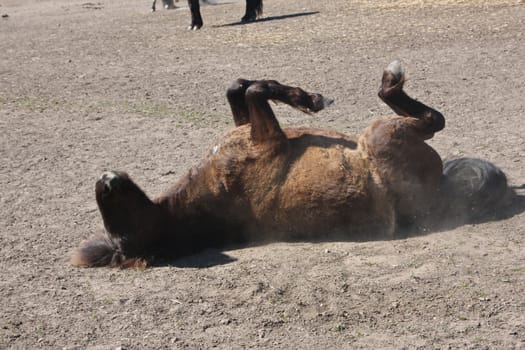 Icelandic horse in spring in denmark