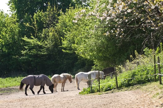 Icelandic horse in spring in denmark