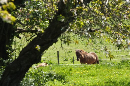 Icelandic horse in spring in denmark
