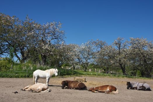 Icelandic horse in spring in denmark