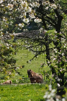 Icelandic horse in spring in denmark